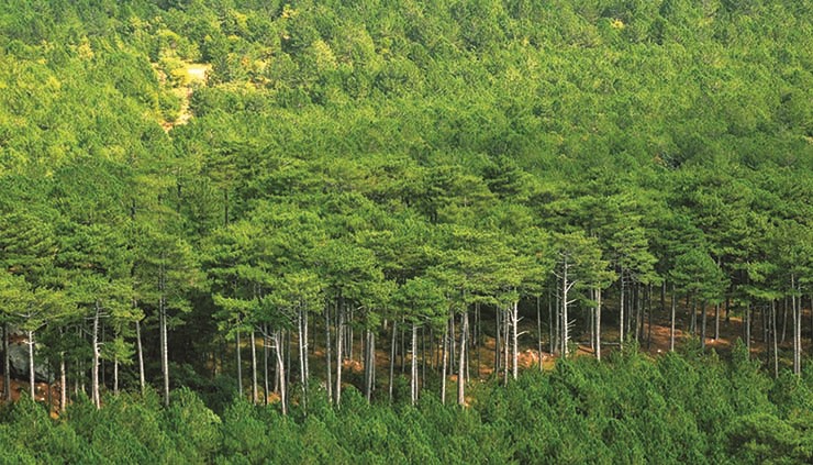 14,2 mil milhões USD para Grande Muralha Verde no Sahel, Senegal