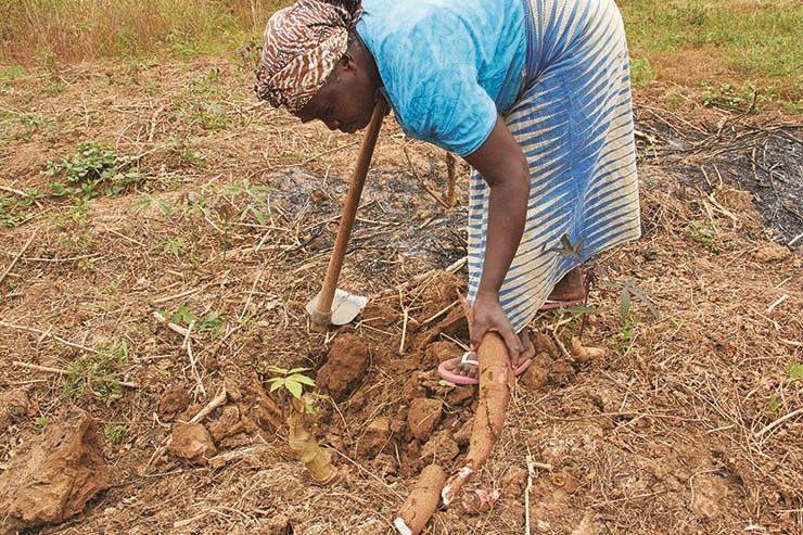 "Mandioca: O potencial complemento à produção de petróleo em Angola"