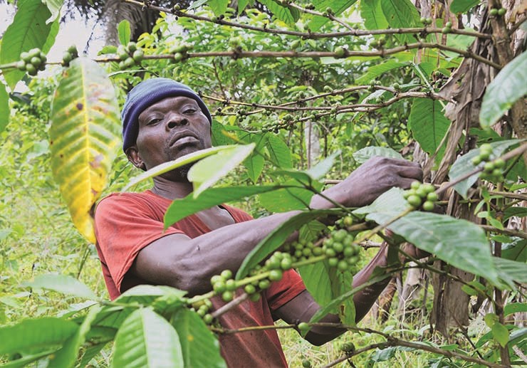 Esperança de reactivação da produção do café "bate" na falta de apoios