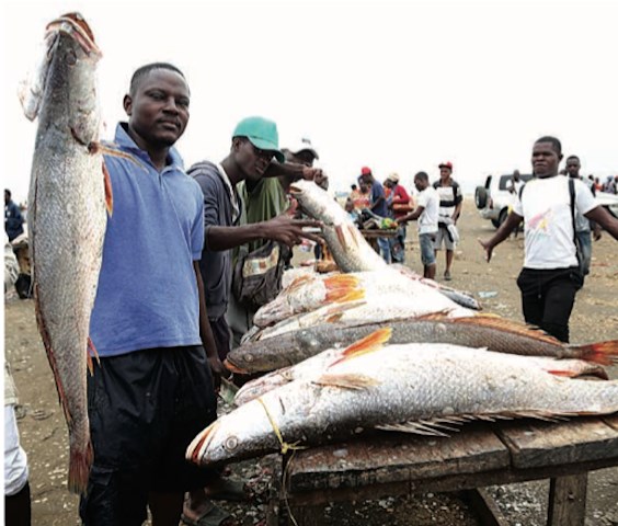 Importações de pescado caem 78,2% e exportações disparam 55,6%