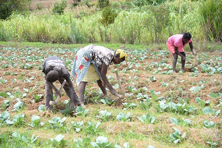 Foco: agricultura, disse JLo, mas meta da declaração de Malano continua distante